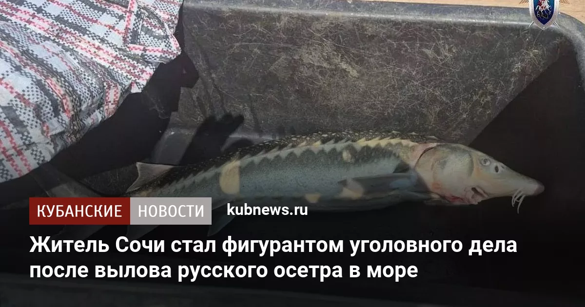 Житель Сочи стал фигурантом уголовного дела после вылова русского осетра в море