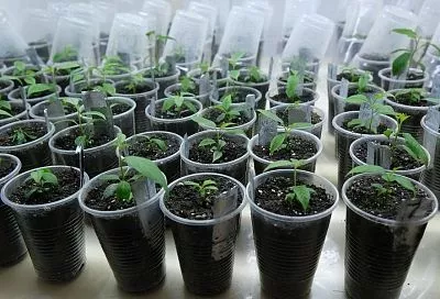 Приучай рассаду к улице: закаливание молодых растений – залог богатого урожая