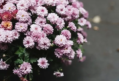 Клещи и комары боятся хризантем: удивительное свойство прекрасных цветов, о которых вы не знали