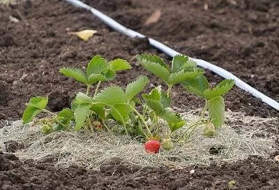 Не закапывай коронку: никогда не делайте этих ошибок при осенней посадке клубники