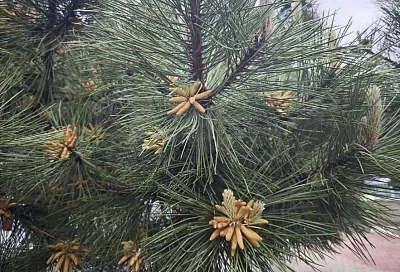 И вот она, нарядная: как посадить на своем участке сосну из леса, чтобы она прижилась