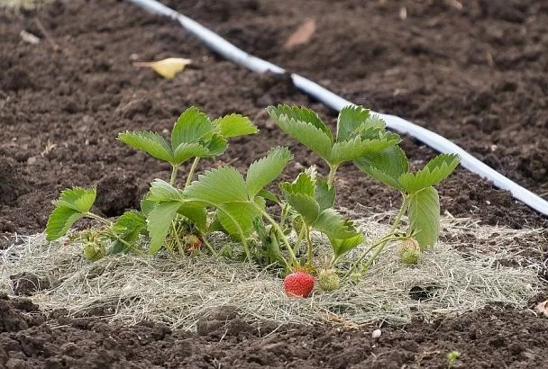 Не закапывай коронку: никогда не делайте этих ошибок при осенней посадке клубники