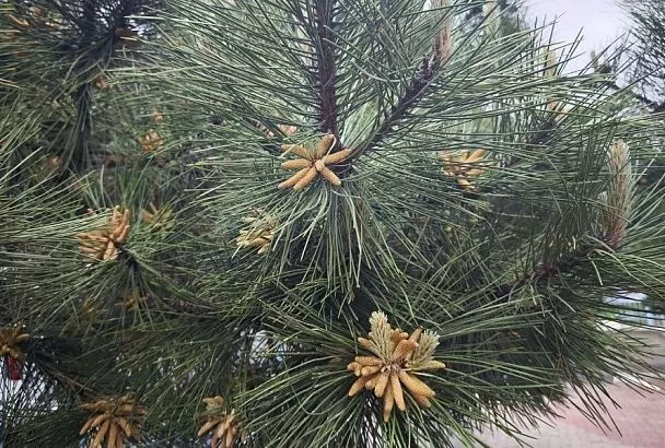 И вот она, нарядная: как посадить на своем участке сосну из леса, чтобы она прижилась