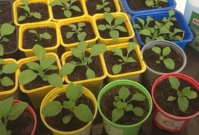 Не рассада петунии, а хит 2025 года: 3 причины отказаться от лейки в пользу нижнего полива — соседям на зависть