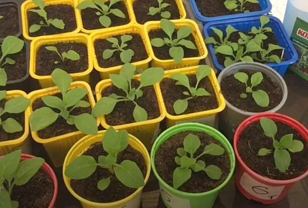 Не рассада петунии, а хит 2025 года: 3 причины отказаться от лейки в пользу нижнего полива — соседям на зависть