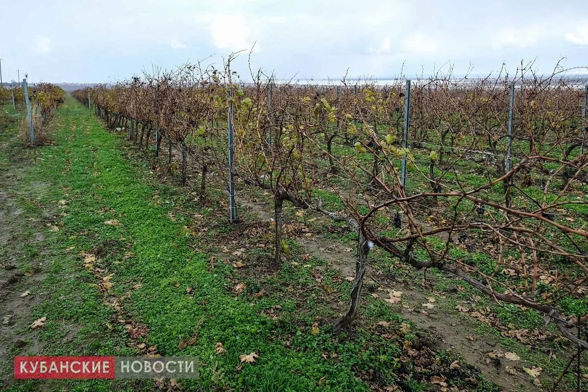 Villa Romanov – бренд, за которым стоит конкретный человек Villa Romanov – бренд, за которым стоит конкретный человек