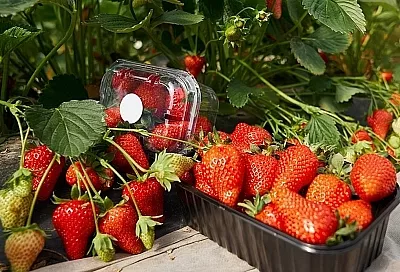 Просто припудрите осеннюю клубнику золой — и на будущий год готовьтесь собирать урожай ящиками