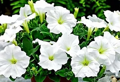 Какие цветы сеять на рассаду в марте: гид по петунии, лобелии, агератуму и сальвии