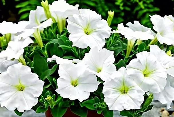 Какие цветы сеять на рассаду в марте: гид по петунии, лобелии, агератуму и сальвии