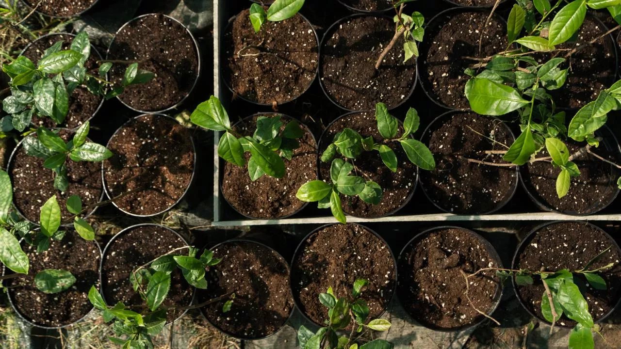 В Сочи ученые РАН пересаживают четыре тысячи саженцев чая для создания новых сортов