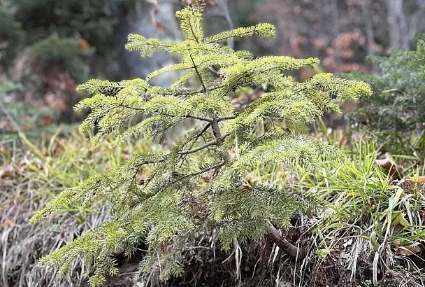 Опавшие хвойные иголки и фитонциды: токсиколог рассказал о тайных стрессах для щитовидки