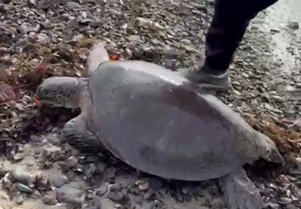 Случайно заплывшую в Черное море экзотическую черепаху ищут в Туапсинском округе 