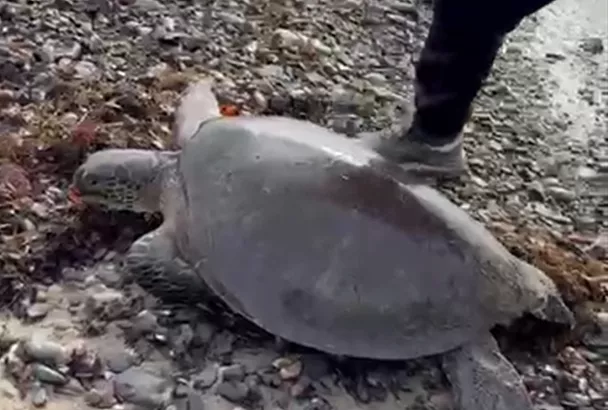 Случайно заплывшую в Черное море экзотическую черепаху ищут в Туапсинском округе 