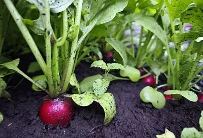 Конец июля – время сажать редис: в чем особенность летнего выращивания корнеплода