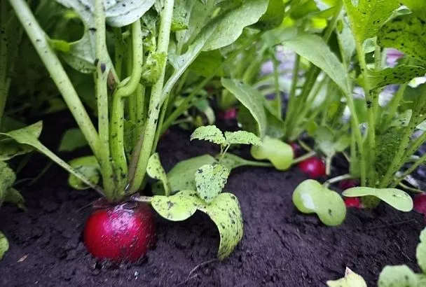 Конец июля – время сажать редис: в чем особенность летнего выращивания корнеплода