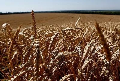 Краснодарский край стал лидером в стране по эффективности работы АПК