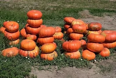 Обед с тыквой из 2 блюд: такое угощение удивит и порадует домочадцев, ведь это просто праздник вкуса