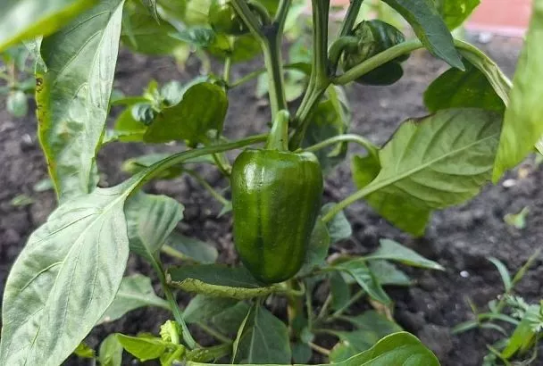 Для растений нет крема от загара: как узнать солнечный ожог и помочь зеленым питомцам