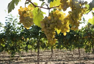 В Краснодарском крае господдержка виноградарско-винодельческой отрасли в 2019 году превысила 900 млн рублей