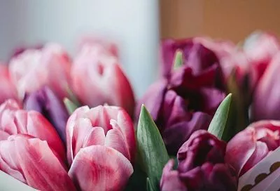 Тюльпаны и дня не простоят: 1 явный признак увядающего цветка – не берите такие на 8 марта