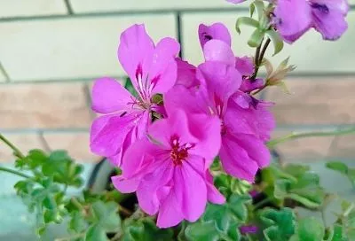 Весенняя пересадка герани: что надо добавить в горшок, чтобы на растении появились пышные шапки цветов