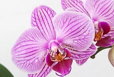 Орхидея выглядит как голый "скелет" с парой вялых листьев? Обычный чеснок станет "волшебным пинком", который пробудит вашу тропическую красавицу 