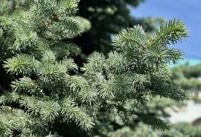 Жители Анапы смогут сдать елку на переработку