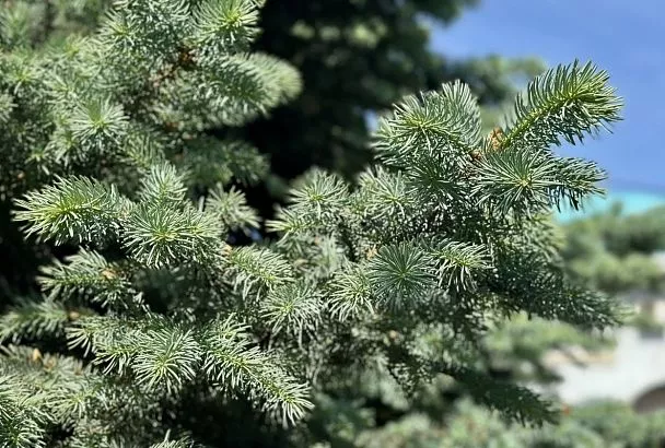 Жители Анапы смогут сдать елку на переработку