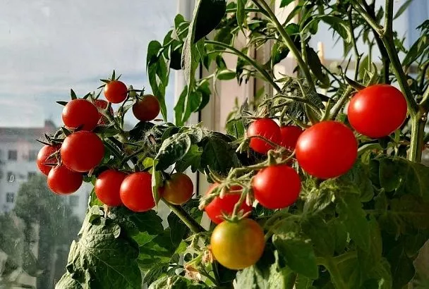 1 ампула на 10 литров воды: идем в аптеку и покупаем лучшее средство от вершинной гнили томатов