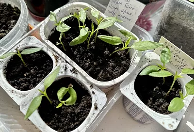Задать перцу: объем горшков для рассады – ключ к мощным растениям