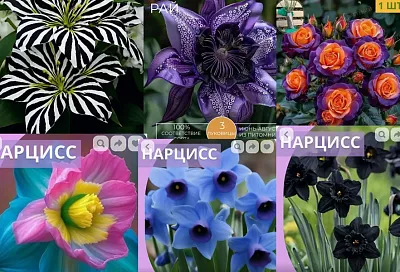 Цветы, которых не бывает: мошенники продают в интернет-магазинах «сказочные» растения