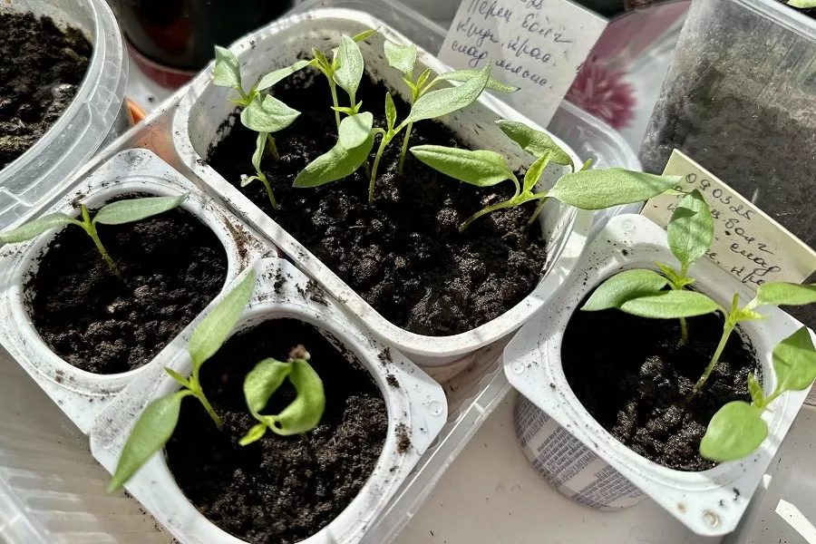 Задать перцу: объем горшков для рассады – ключ к мощным растениям