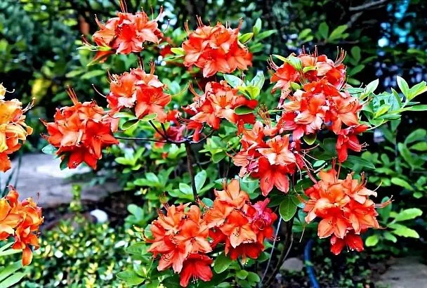 Комнатная азалия: секреты пышного цветения круглый год