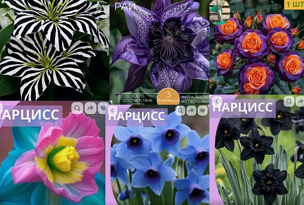 Цветы, которых не бывает: мошенники продают в интернет-магазинах «сказочные» растения