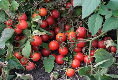 Все твои трещинки: почему у помидоров лопается кожица и как избежать этой проблемы