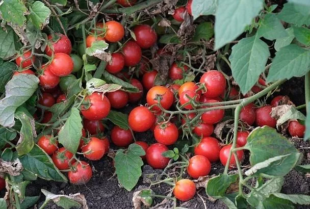 Все твои трещинки: почему у помидоров лопается кожица и как избежать этой проблемы