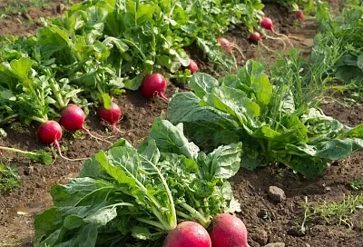 Почему редиска идет в ботву, а не в корень? 5 ошибок, которые оставляют вас без урожая