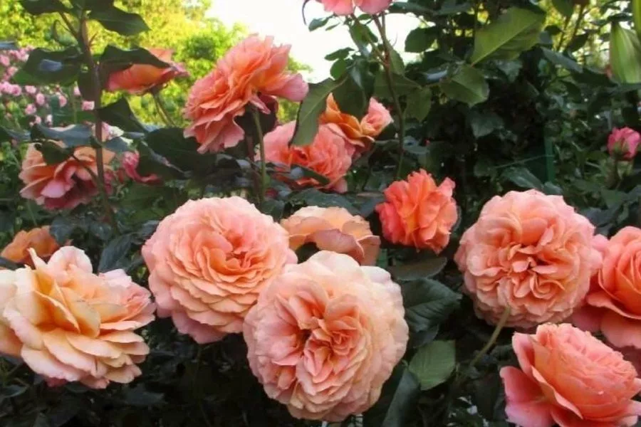 Чем лечить «королеву цветов»: какие болезни чаще всего нападают на розы и как с этим бороться