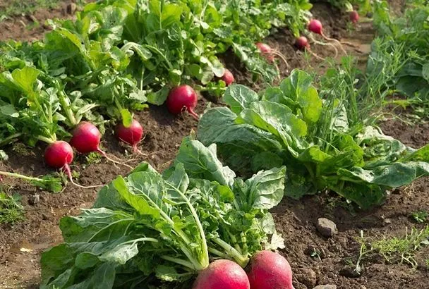 Почему редиска идет в ботву, а не в корень? 5 ошибок, которые оставляют вас без урожая