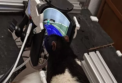 Грызуны-стрелки: как крысы освоили оружие в виртуальном Doom