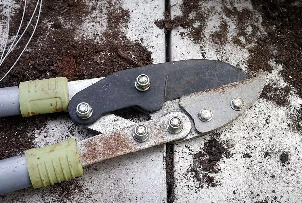 Ради будущего урожая: когда и как надо проводить обрезку деревьев черешни