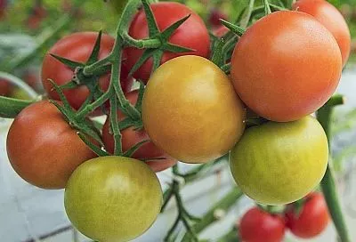 Чем подкормить томаты для покраснения: 3 шага, которые ускорят их созревание