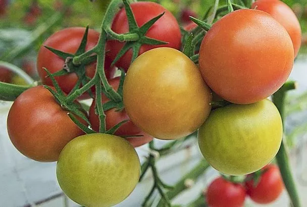 Чем подкормить томаты для покраснения: 3 шага, которые ускорят их созревание