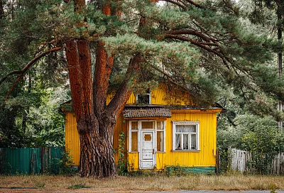 Садоводы предупреждают: эти породы деревьев принесут больше вреда, чем пользы