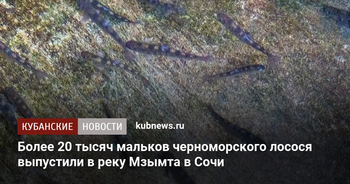 Более 20 тысяч мальков черноморского лосося выпустили в реку Мзымта в Сочи