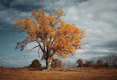 Клён-агрессор: почему американский клён опасен для природы и людей