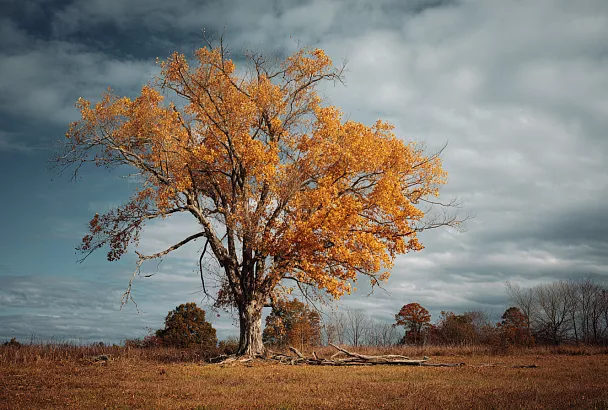 Клён-агрессор: почему американский клён опасен для природы и людей