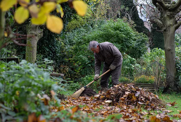 Гид по саду в ноябре: финальные штрихи перед зимой – уборка, побелка, мульча, защита от грызунов
