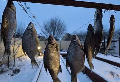 Жду мужа с рыбалки с радостью: теперь его уловы меня не пугают долгой переработкой