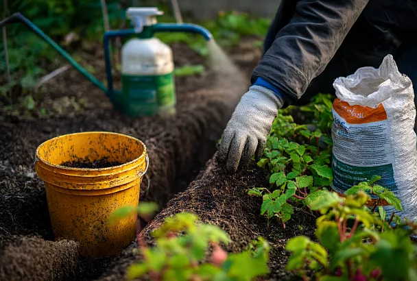 Весенний уход за ремонтантной малиной: что обязательно сделать
